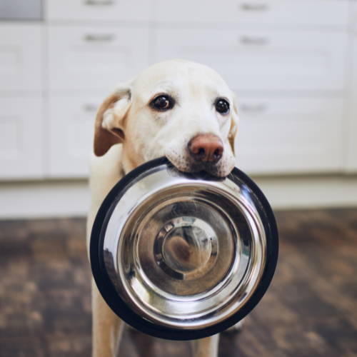 Pourquoi une routine de repas régulière est essentielle pour votre compagnon ?