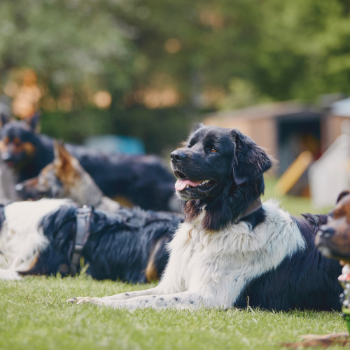 Les 5 accessoires indispensables pour les balades avec votre chien