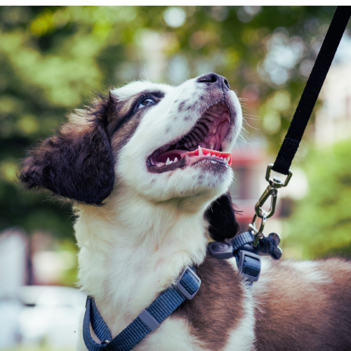 Comment bien hydrater son chien en balade ?