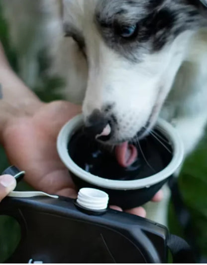 Laisse 5 en 1 pour chiens avec gourde intégrée + bol pliable et distributeur de sacs à déjections