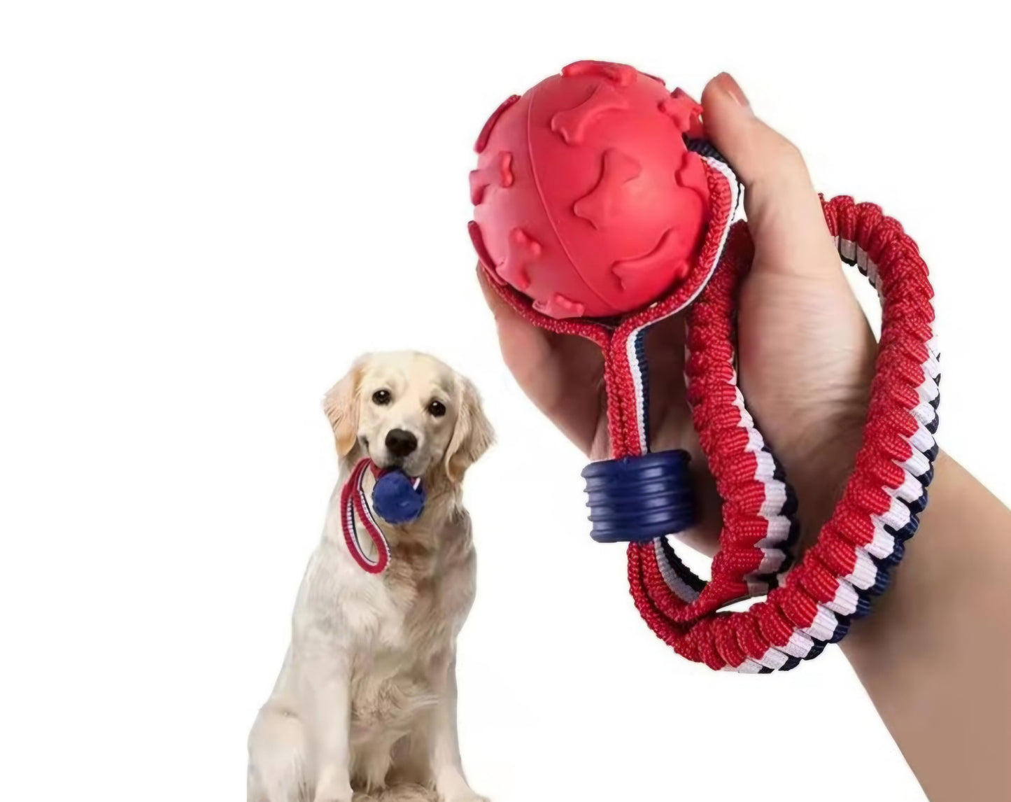 Balle sur corde élastique pour chiens et chats
