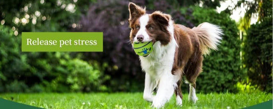 Balle interactive couissante pour chien